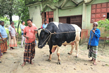 ৩৫ মণের ‘কালো মানিক’ দেখতে ভিড়, দাম হাঁকছেন ১৮ লাখ