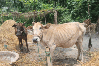 কুড়িগ্রামে খুরা ও লাম্পি স্কিন রোগের প্রাদুর্ভাব, ক্ষতিতে খামারিরা