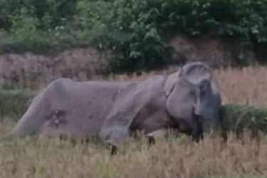 মা হাতির মৃত্যু, লোকালয়ে আতঙ্ক ছড়াল হাতির পাল