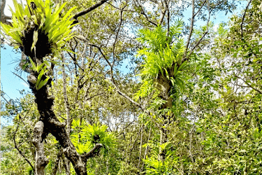 আশঙ্কাজনক হারে মরছে সুন্দরী গাছ, ৩০ শতাংশ আক্রান্ত পরগাছায়