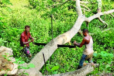 ফরিদপুরে খাল খননের আড়ালে গাছ কাটার মহোৎসব