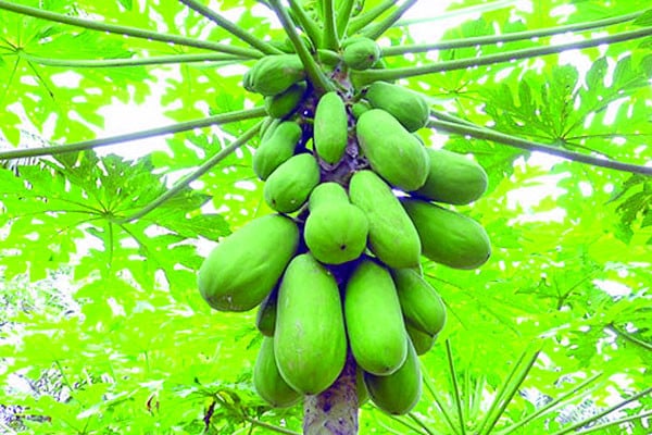 কাঁচা পেঁপের কেজি ১২০ টাকা!