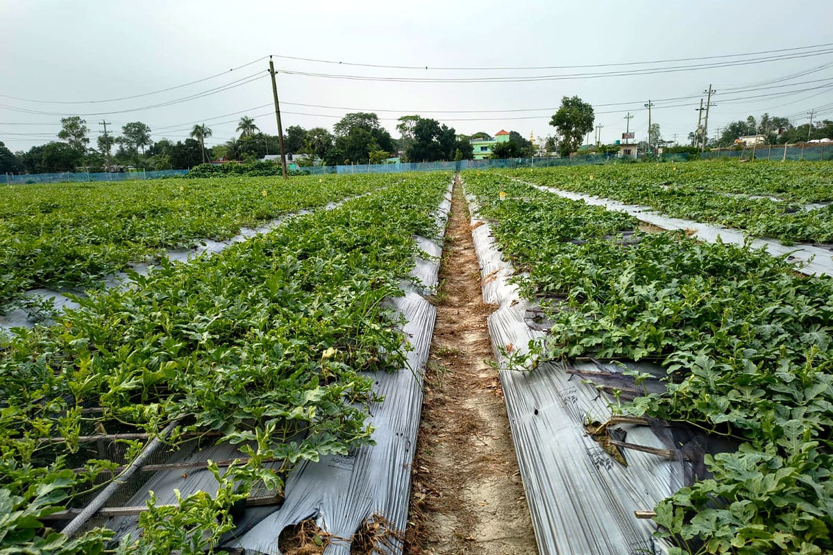 জনপ্রিয় হচ্ছে মালচিং পদ্ধতিতে চাষাবাদ