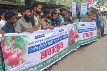 পঞ্চগড়ে টমেটো চাষিদের হাহাকার, বিদেশি টমেটো আমদানি বন্ধের দাবি