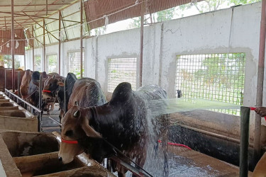 ভোগান্তি এড়াতে কোরবানির পশু কিনতে খামারমুখী হচ্ছেন ক্রেতারা