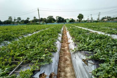 জনপ্রিয় হচ্ছে মালচিং পদ্ধতিতে চাষাবাদ