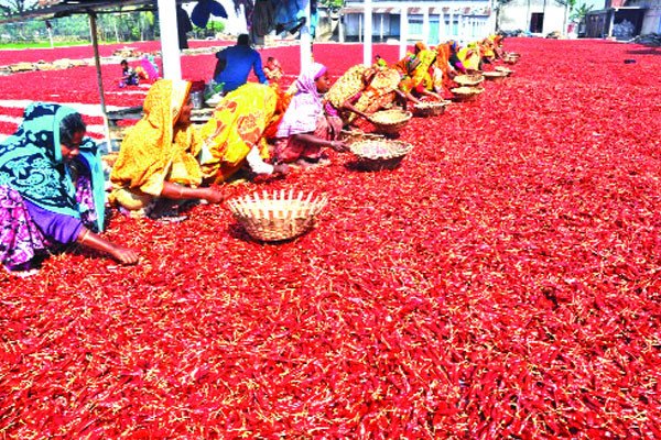 শুকনা মরিচে বাজিমাত