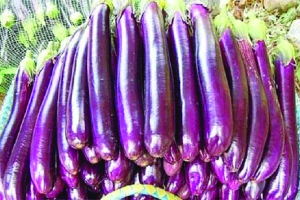 বেগুনের দামেও সেঞ্চুরি