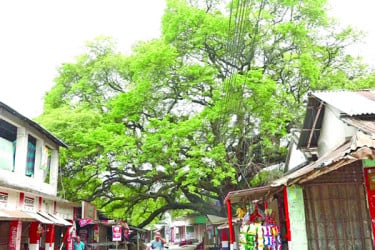 রহস্যঘেরা তেঁতুল গাছ