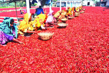 শুকনা মরিচে বাজিমাত