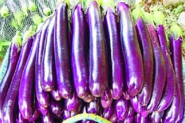 বেগুনের দামেও সেঞ্চুরি