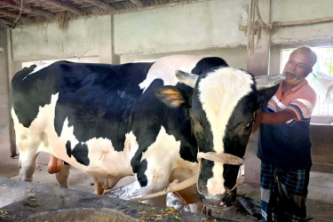 কুষ্টিয়ার ঈদ বাজারের আকর্ষণ ২৬ মণের ‘রাজাবাবু’