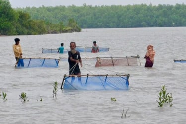 তালতলীতে ১৮ লাখ টাকার চিংড়ি রেণু জব্দ