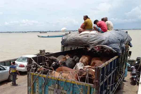 দৌলতদিয়া ঘাটে ২৪ ঘণ্টায় পার হলো পশুবাহী ৪২৩ ট্রাক
