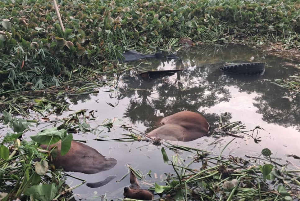 গরুবাহী ট্রাক খালে পড়ে ৪ গরুর মৃত্যু