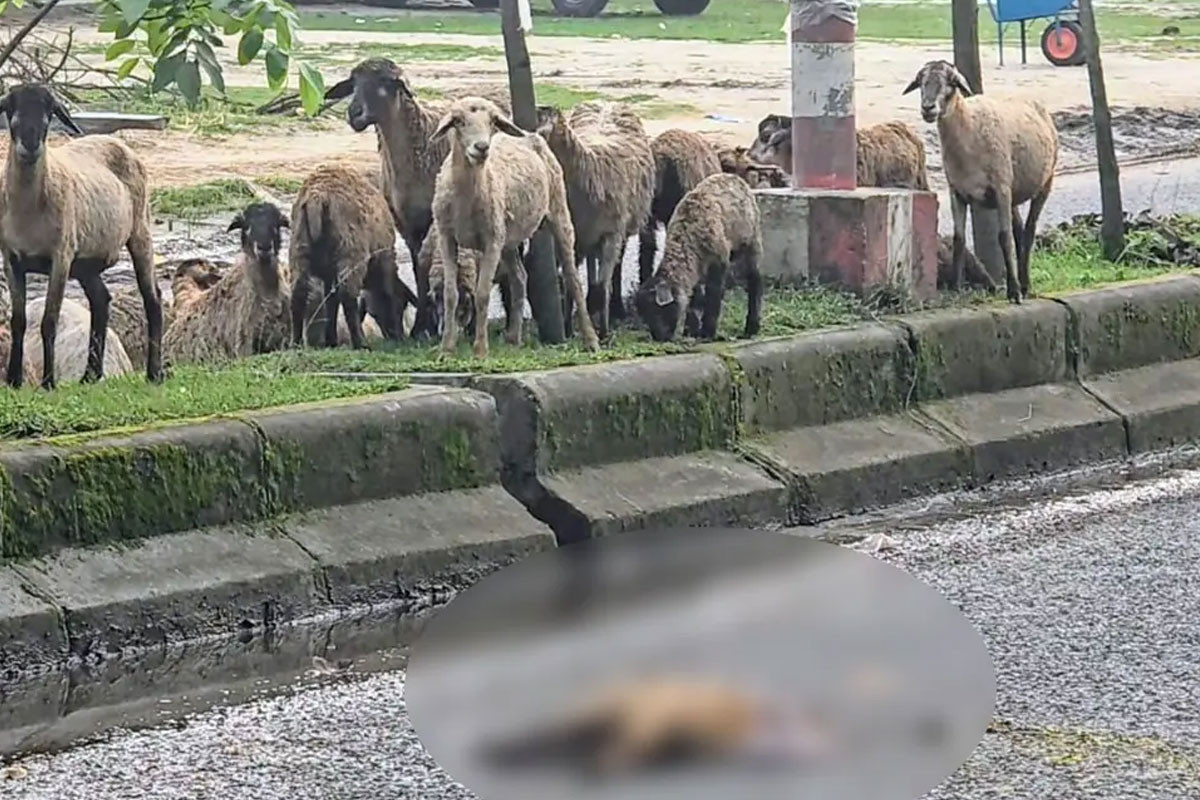 মৃত সঙ্গীকে ঘিরে রাস্তার মাঝেই দেড় ঘণ্টা দাঁড়িয়ে রইল পুরো ভেড়ার পাল