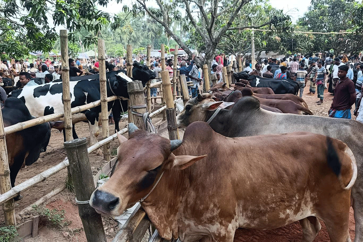 সাতক্ষীরায় কোরবানির জন্য প্রস্তুত সোয়া এক লাখ গবাদিপশু