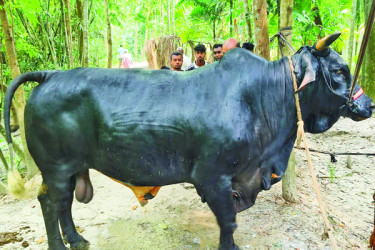 ঢাকার পথে ৩৫ মণ ওজনের ‘বাদশাহ’