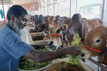 উচ্চ হাসিল আর রাখার বিড়ম্বনায় খামারমুখী কুমিল্লার ক্রেতারা