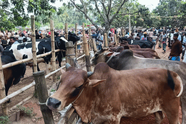 সাতক্ষীরায় কোরবানির জন্য প্রস্তুত সোয়া এক লাখ গবাদিপশু