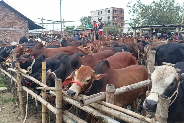 রংপুরে জমে উঠছে পশুর হাট