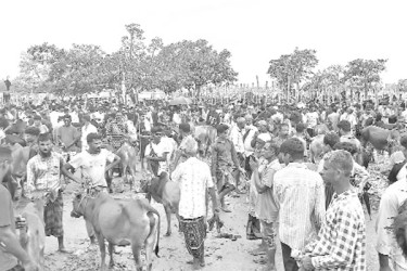জমে উঠেছে কোরবানির পশুর হাট