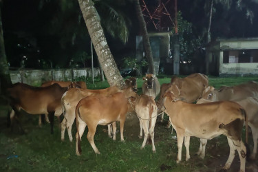 বরিশালের মেহেন্দিগঞ্জে মালিকবিহীন ২৬টি গরু উদ্ধার