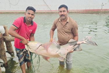 রাজবাড়ীতে জেলের জালে ধরা পড়ল ৩৫ কেজির মহাবিপন্ন বাগাড়