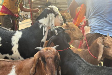 কলকাতায় কোরবানির পশু হাটে খাসি-দুম্বার দ্বিগুণ দাম, বাড়তি চাপ ক্রেতাদের