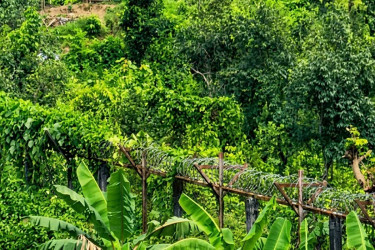 বান্দরবান সীমান্তে মাইন বিস্ফোরণে ৩ জন নিহত