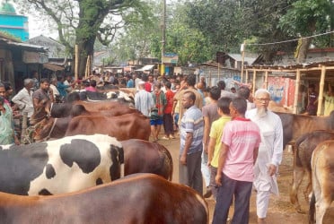 জমে উঠেছে বগুড়ায় কোরবানির পশুর হাট
