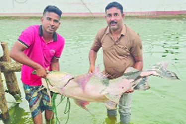রাজবাড়ীর পদ্মায় মহাবিপন্ন ৩৫ কেজির বাগাড়
