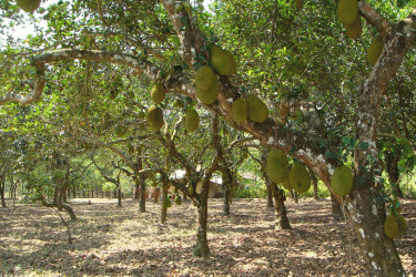 ব্রাহ্মণবাড়িয়ায় ২১ কোটি টাকার কাঁঠাল বিক্রির আশা