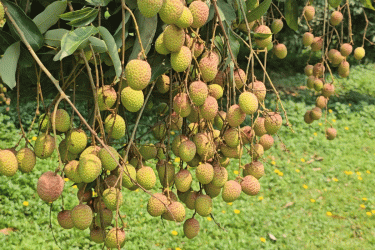 ব্রাহ্মণবাড়িয়ায় ২৯ কোটি টাকার লিচু বিক্রির সম্ভাবনা