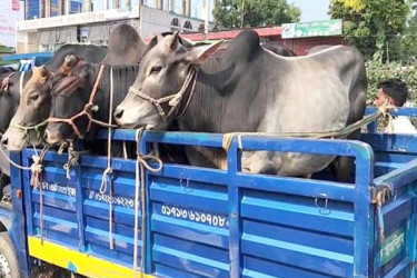 হোটেলে খাওয়ার কথা বলে গরু নিয়ে পালালো ট্রাকচালক ও দালাল