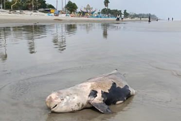 সৈকতে ভেসে এলো মৃত ইরাবতী ডলফিন