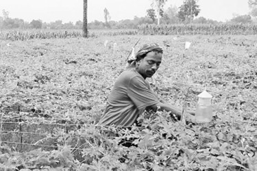 সবজি খেতের পোকা দমনে আঠালো ফাঁদ