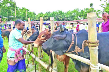 ৮ ঘণ্টার মধ্যে কোরবানির পশুর বর্জ্য পরিষ্কার করবে কেসিসি