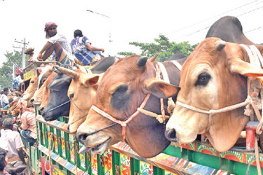 পশু নিতে পথে পথে চাঁদা