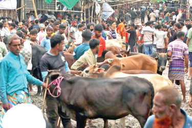 জমেছে রাজধানীর পশুর হাট, বাড়ছে ক্রেতা-বিক্রেতা
