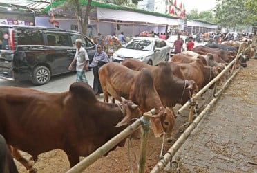 সুস্থ গরু চেনার উপায়