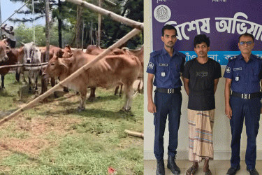 কক্সবাজারে ১০টি চোরাই গরু ও ট্রাকসহ চালক আটক