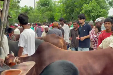 হাওরাঞ্চলে কৃষকের ফসলের ক্ষতির প্রভাব পড়েছে কোরবানির হাটেও