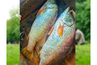 মেঘনায় জেলের জালে ৩৩ কেজির দুই কোরাল মাছ