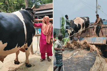 ৫৬ মণের ‘মানিক’ এখন কুষ্টিয়ায়, কোরবানি হবে এতিমদের জন্য