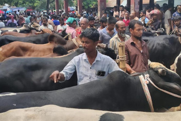 খাজনাবিহীন পশুর হাটে ক্রেতার ঢল, বিক্রি ৩ হাজার পশু