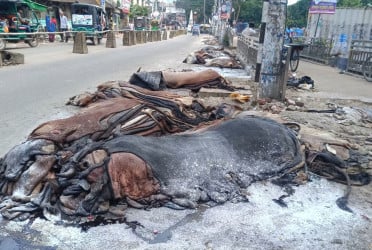 রাস্তায় পড়ে আছে শত শত চামড়া, ছড়াচ্ছে দুর্গন্ধ