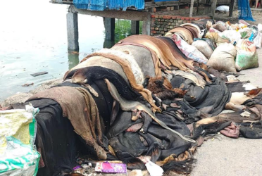 বিক্রি না হওয়ায় শ্যামনগরে নদীর পাড়ে ফেলা হচ্ছে কোরবানির পশুর চামড়া