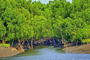 জীববৈচিত্র্য রক্ষায় ১ জুন থেকে ৩১ আগস্ট সুন্দরবনে প্রবেশে নিষেধাজ্ঞা