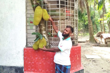 বসতঘরের ভেতরে গাছ, বারান্দায় ঝুলছে কাঁঠাল!